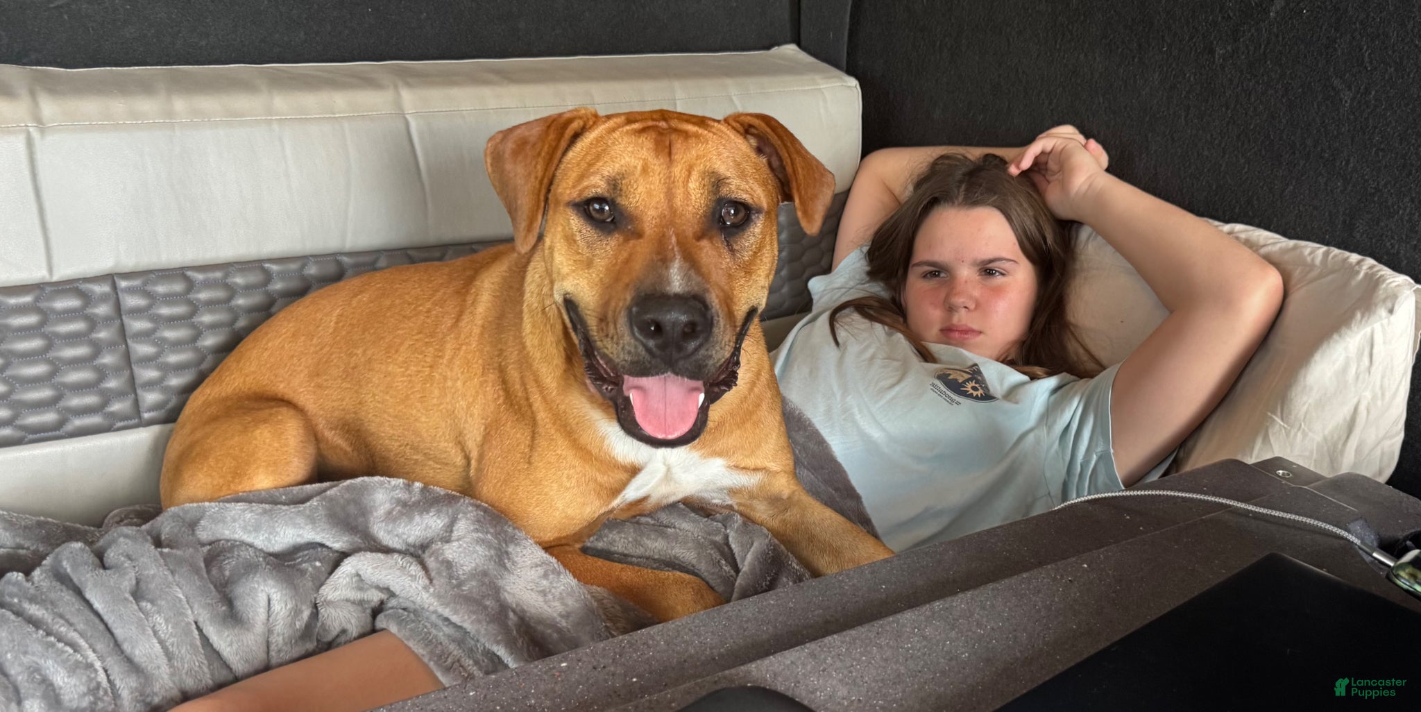 American Bulldog dogs American Bulldog Puppy  - Ad 6