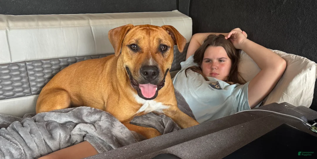 American Bulldog dogs for sale: American Bulldog Puppy  - Ad 1