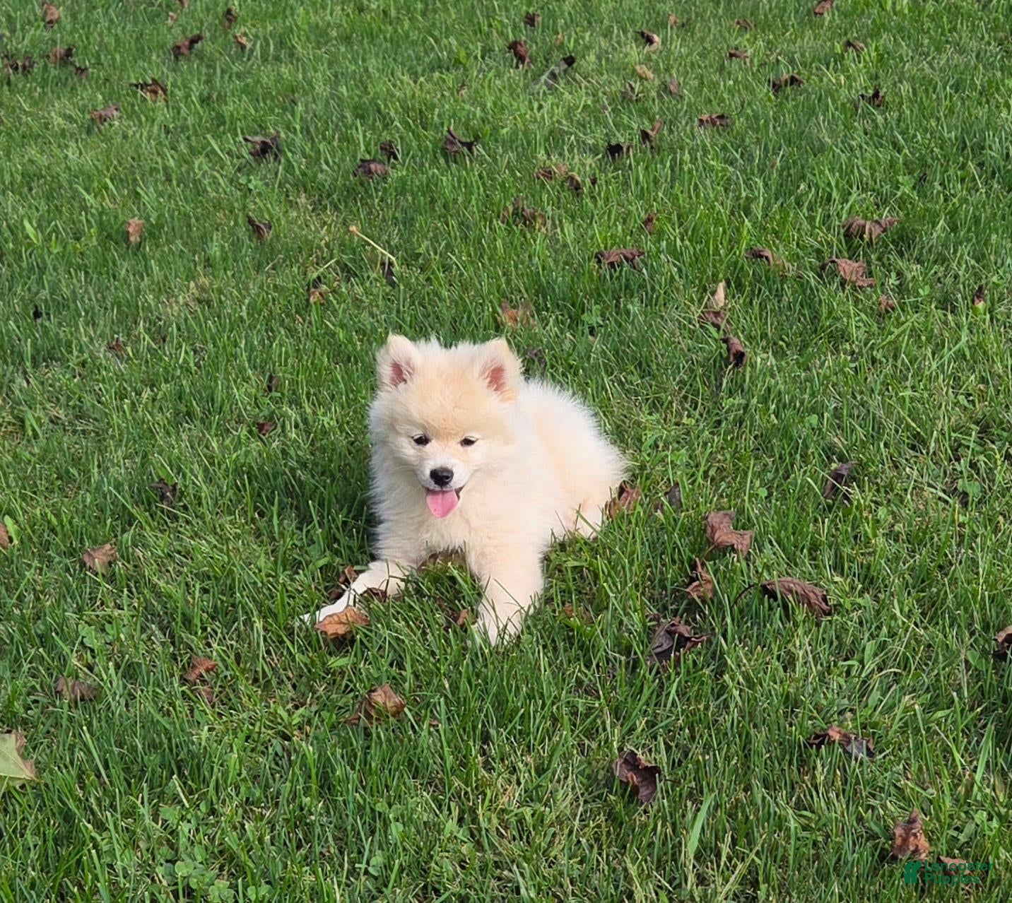 Pomsky dogs Snowball - Ad 2