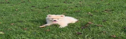 Pomsky dogs for sale: Snowball - Ad 2