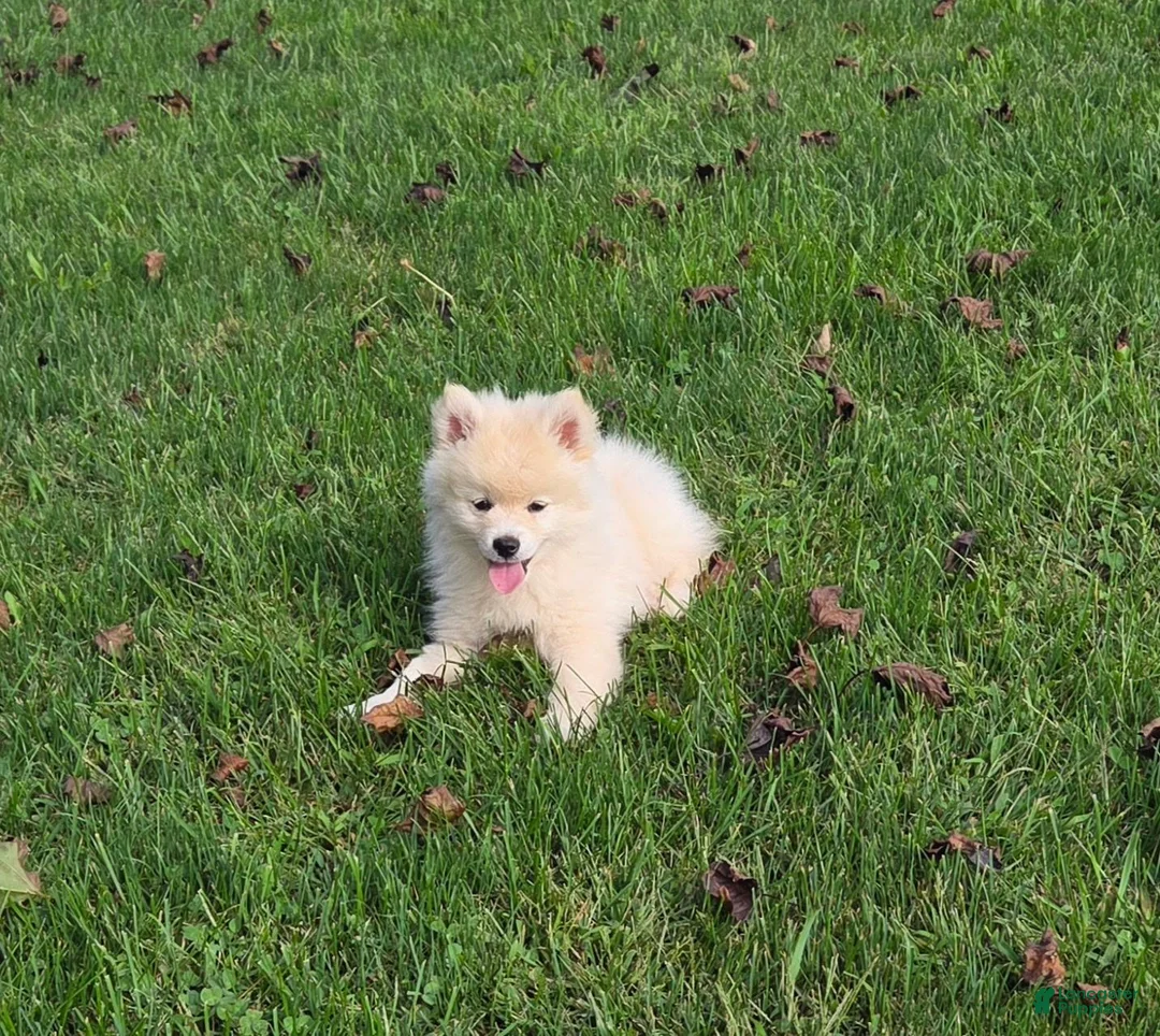 Pomsky dogs for sale: Snowball - Ad 2