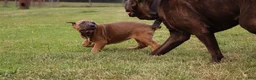 Cane Corso dogs for sale: Andromeda  - Ad 7