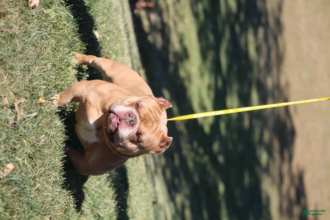 Gallery Image {{count}}