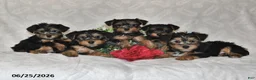 Yorkshire Terrier dogs for sale: Della - Ad 3