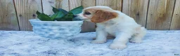 Cavachon dogs for sale: Benson - Ad 3