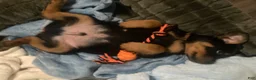 Rottweiler dogs for sale: Napoleon - Ad 9