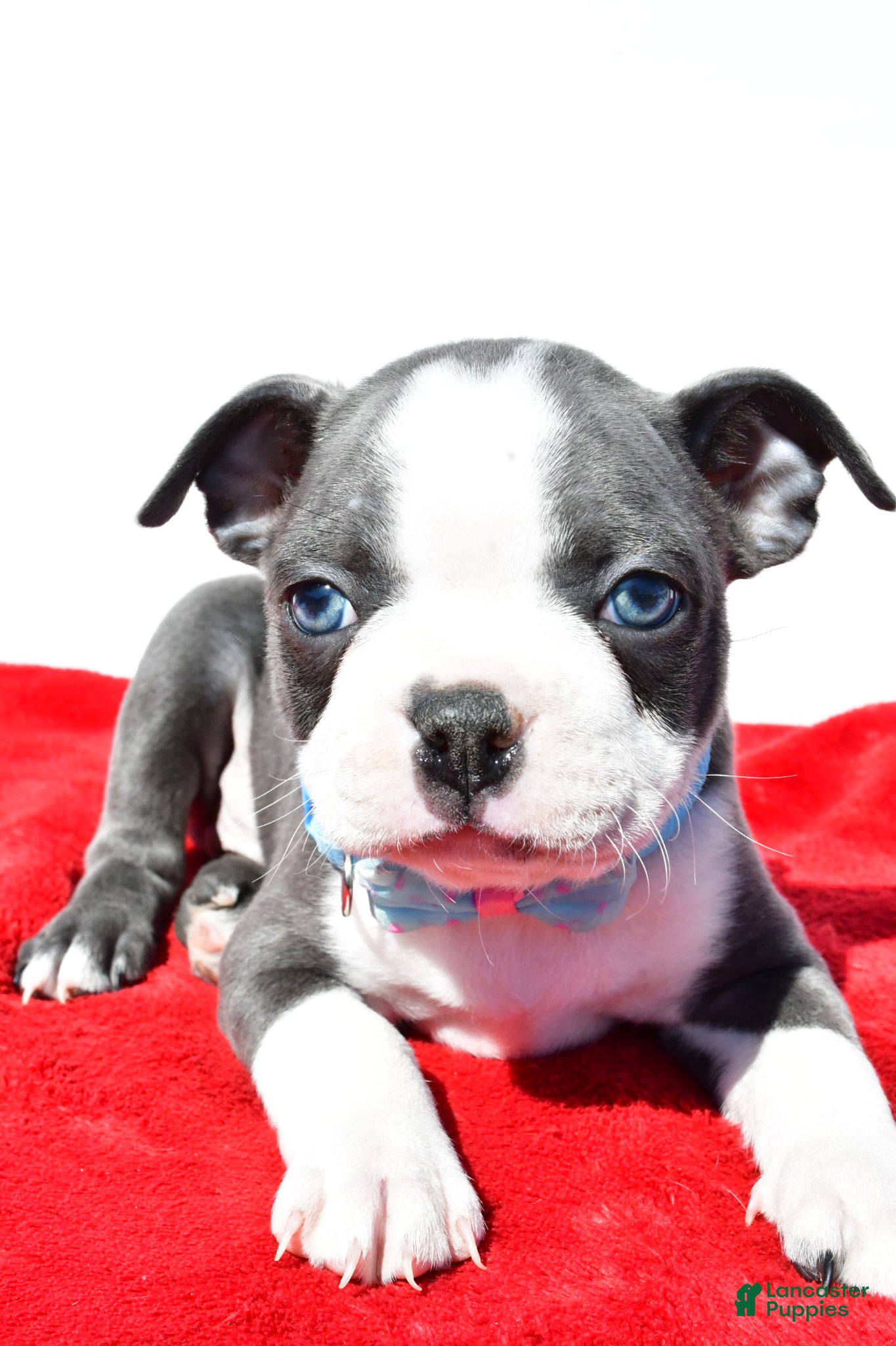 Boston Terrier dogs Teddy - Ad 2