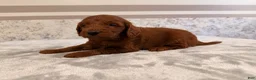 Mini Goldendoodle dogs for sale: Chad - Ad 3
