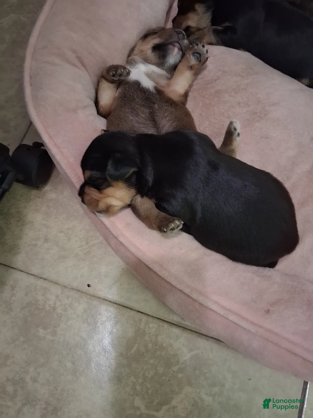 Yorkshire Terrier dogs for sale: Yorkshire Terrier Puppy 2 - Ad 1