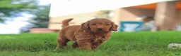 Mini Goldendoodle dogs for sale: Gomez - Ad 6