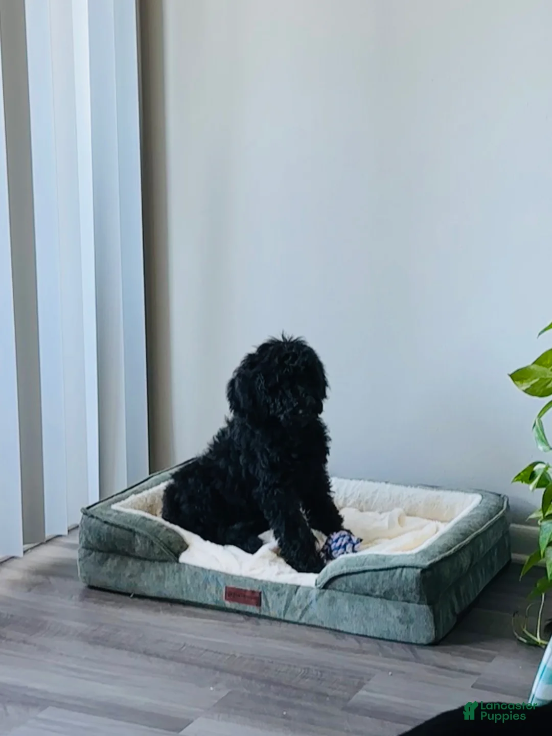 Standard Poodle dogs for sale: Standard Poodle Puppy 2 - Ad 2