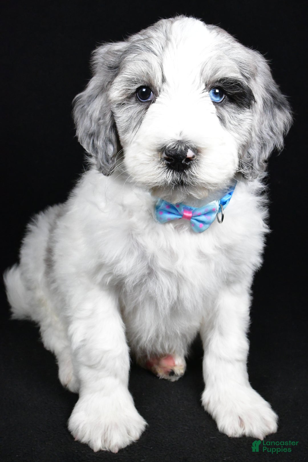 Sheepadoodle dogs for sale: Myles - Ad 6