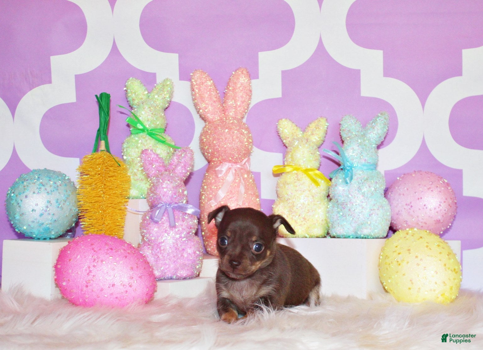 Chihuahua dogs Sassy - Ad 1