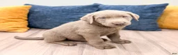 Labrador Retriever dogs for sale: Cooper - Ad 3