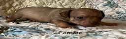 Chiweenie dogs for sale: Chiweenie 6 - Ad 11