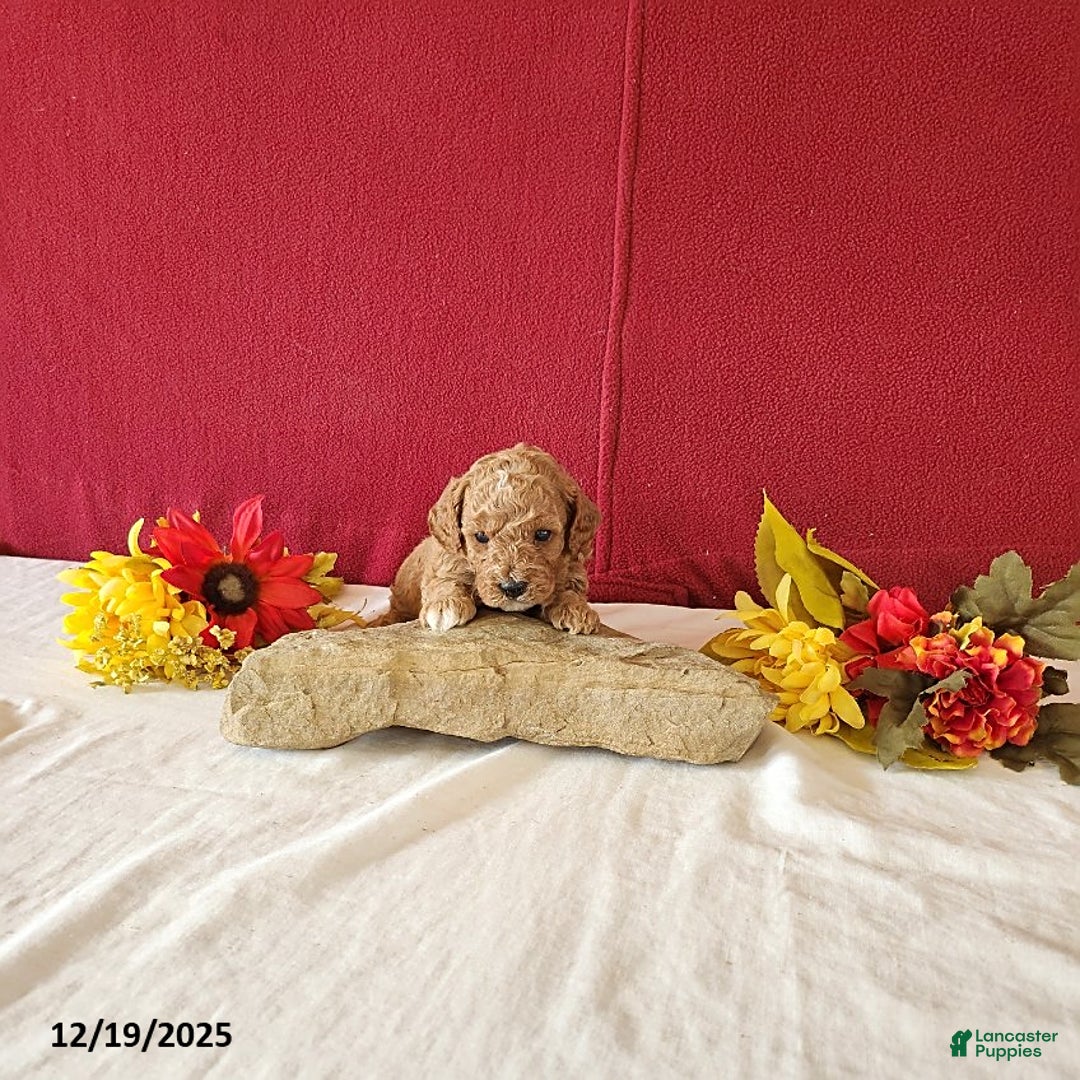 Cavapoo dogs for sale: Tribute - Ad 6