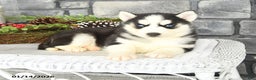 Siberian Husky dogs for sale: Luna   - Ad 3