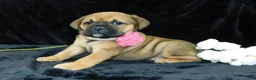 Mixed Breed dogs for sale: Bella - Ad 5