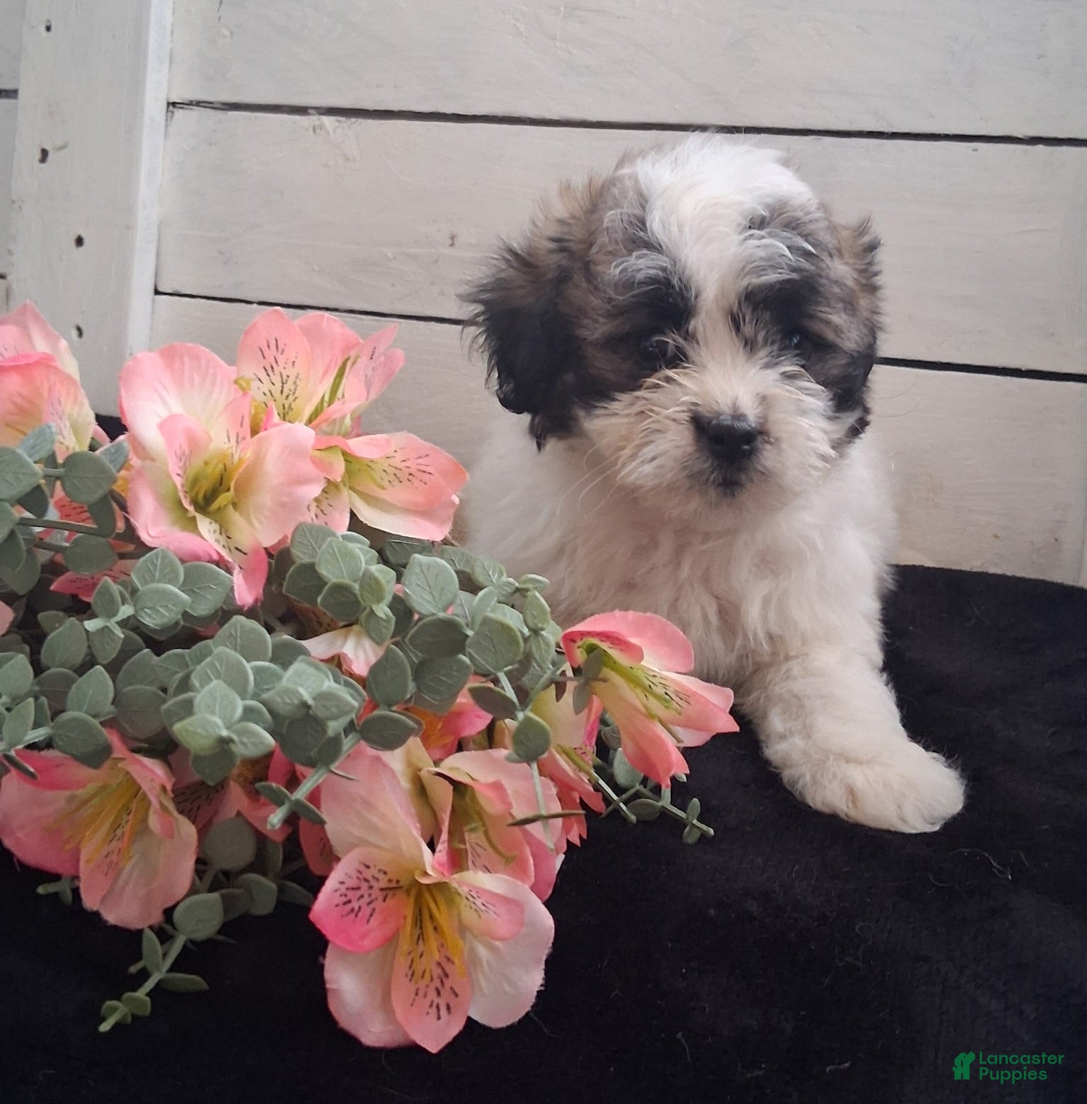 Lhasapoo dogs Daffodil - Ad 2