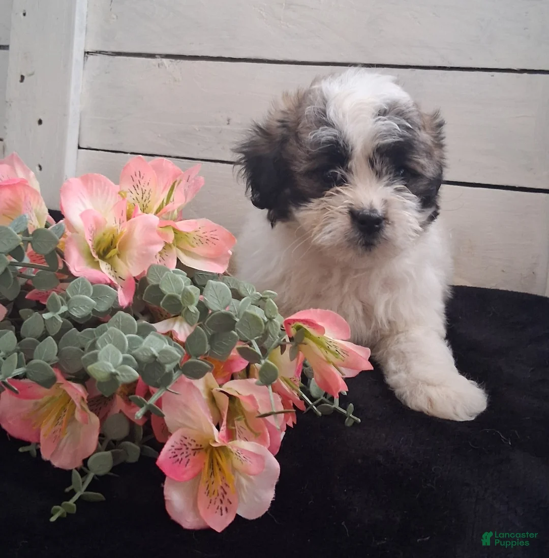 Lhasapoo dogs for sale: Daffodil - Ad 2