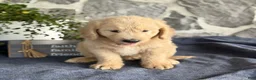 Goldendoodle dogs for sale: Nash - Ad 4