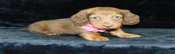 Miniature Dachshund dogs for sale: AKC Alice - Ad 8
