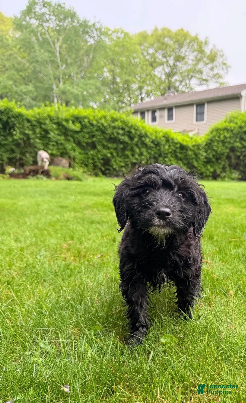 Mixed Breed dogs for sale: Madeline Female - Ad 2