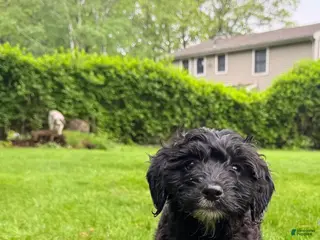 Mixed Breed dogs for sale: Madeline Female - Ad 2