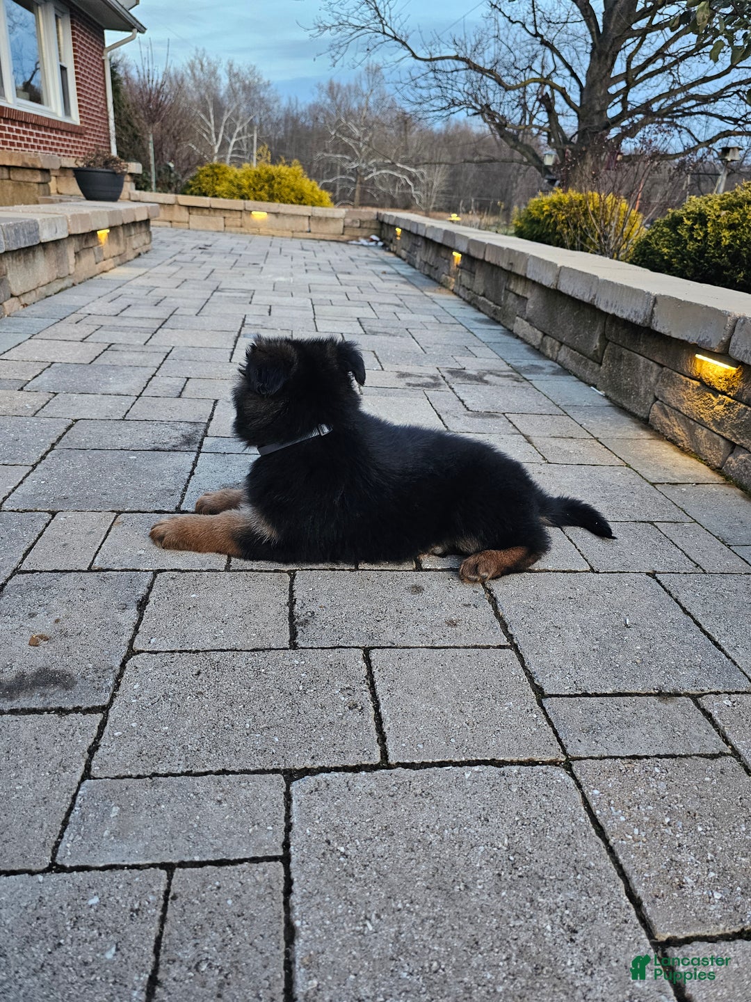 German Shepherd dogs for sale: Rocky - Ad 5