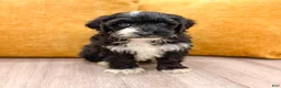 Yorkiepoo dogs for sale: Bear - Ad 1