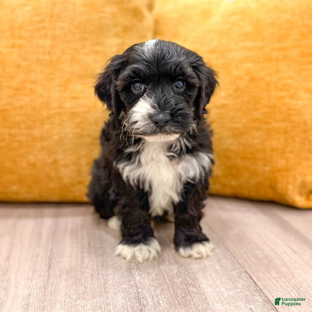 Yorkiepoo dogs for sale: Bear - Ad 1