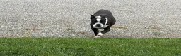 Boston Terrier dogs for sale: Boston Terrier Puppy 1 - Ad 2