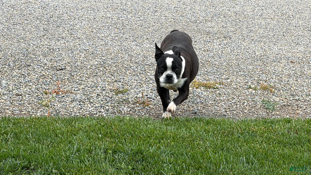 Boston Terrier dogs for sale: Boston Terrier Puppy 1 - Ad 2
