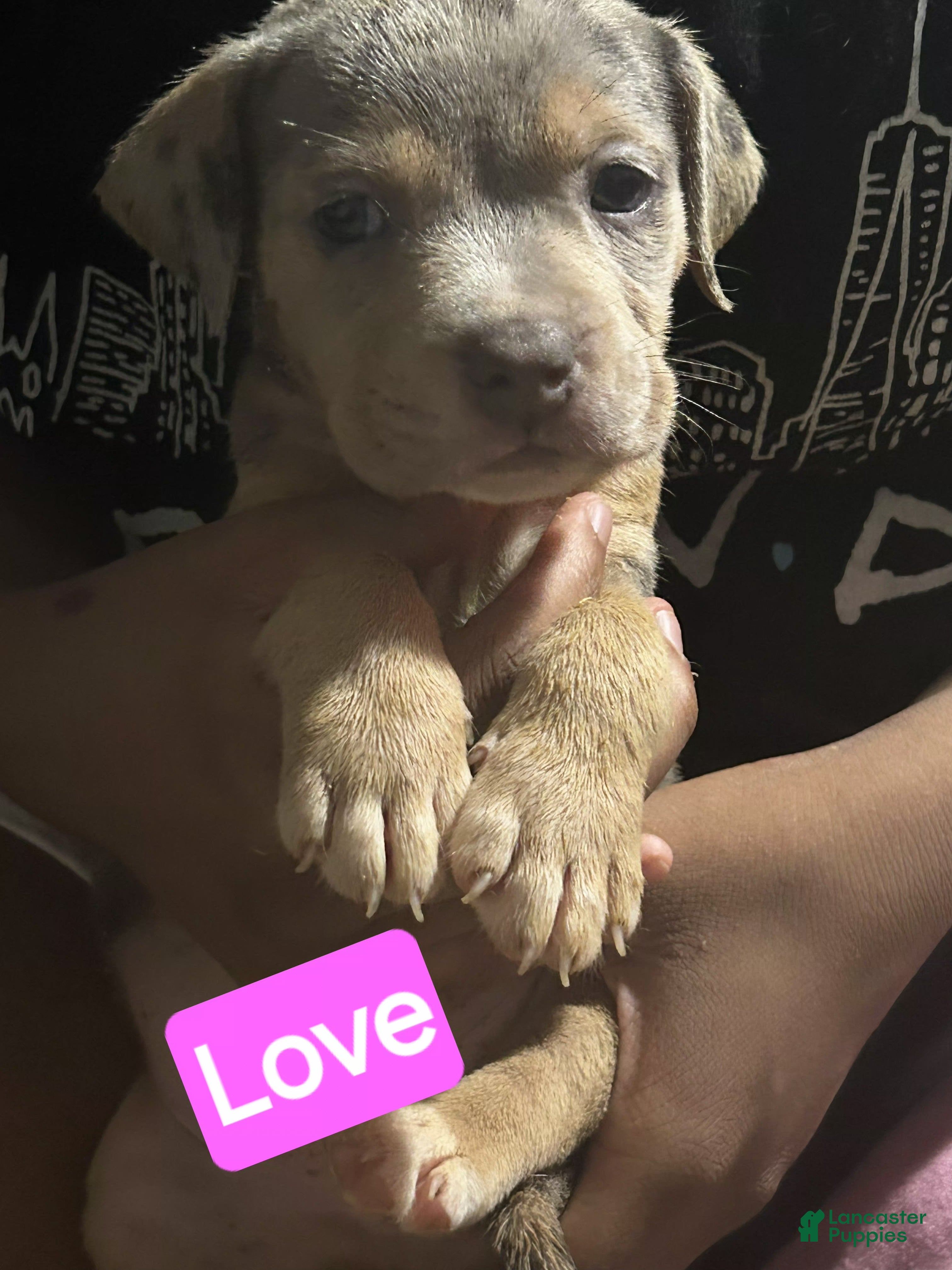 American Bully dogs Love - Ad 27
