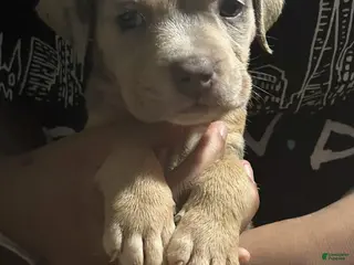 American Bully dogs Love - Ad 22