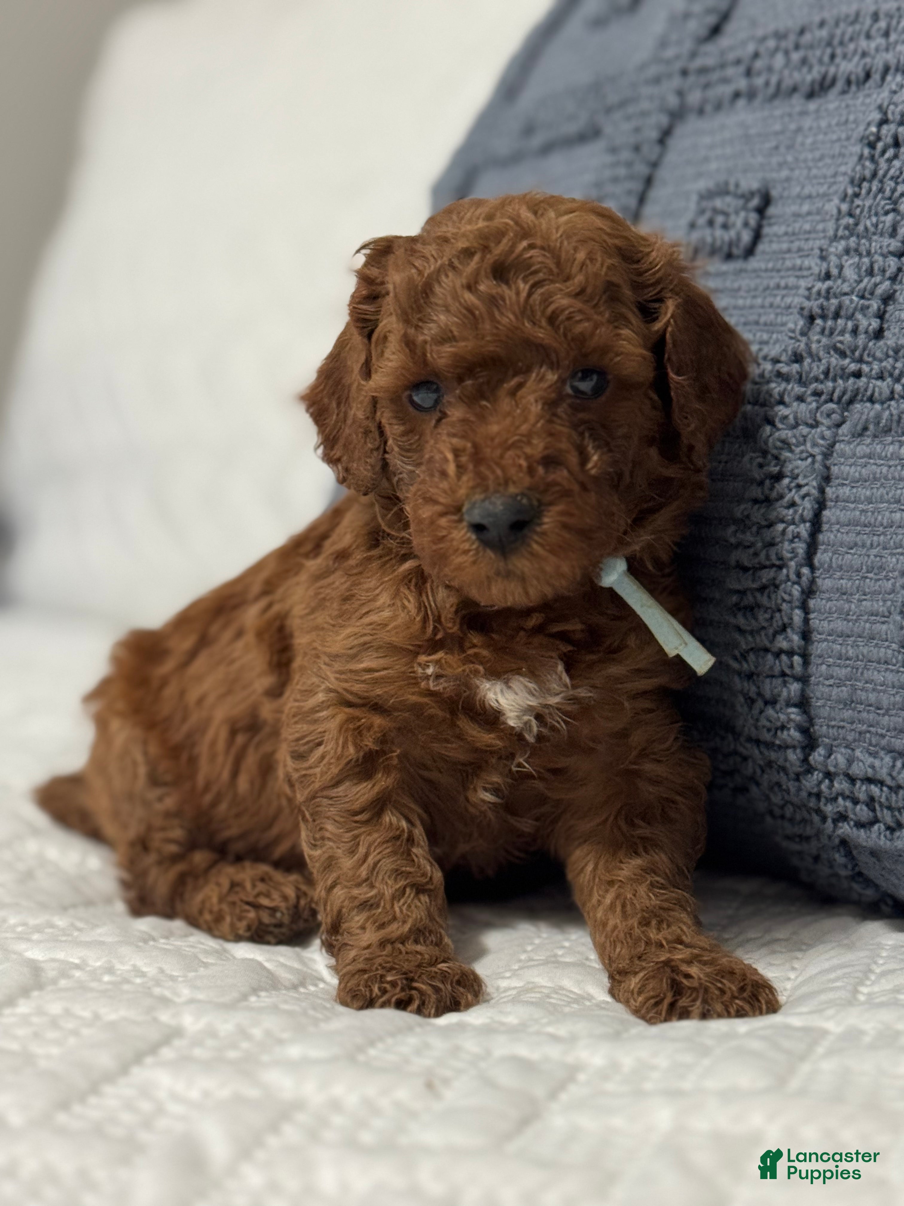 Mini Goldendoodle dogs Sleepy - Ad 9