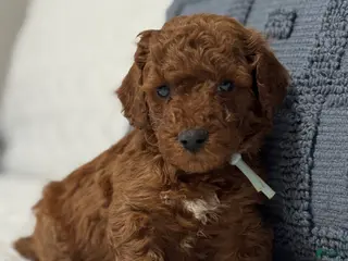 Mini Goldendoodle dogs Sleepy - Ad 20