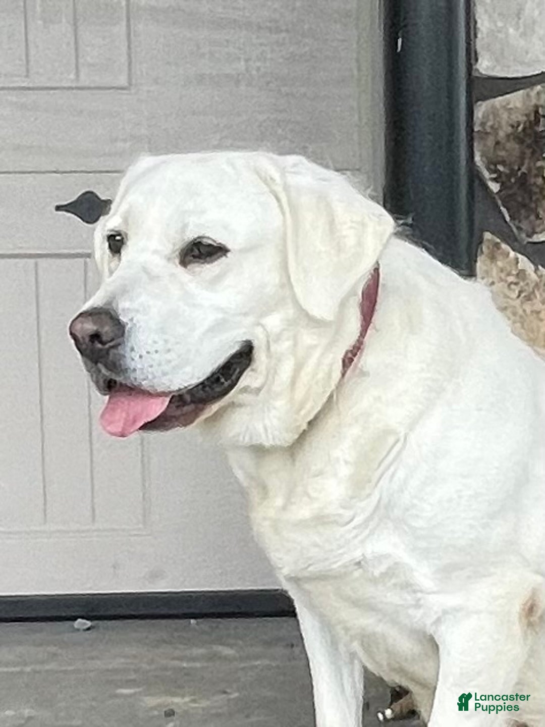 Labrador Retriever dogs for sale: Rylee - Ad 3