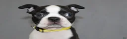 Boston Terrier dogs for sale: Daisy - Ad 6