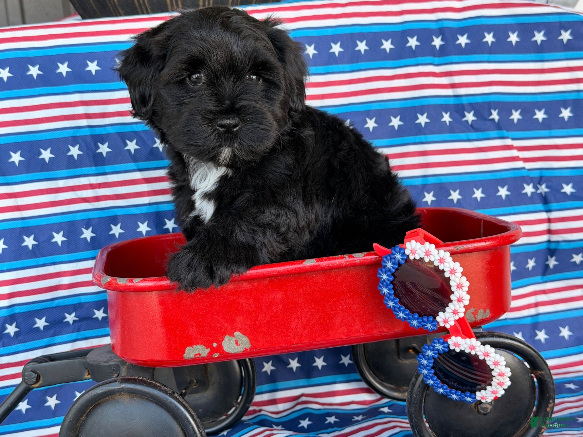 Mixed Breed dogs Joyce  - Ad 2