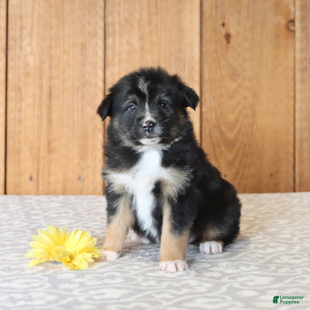 Miniature Australian Shepherd dogs for sale: Dante - Ad 5