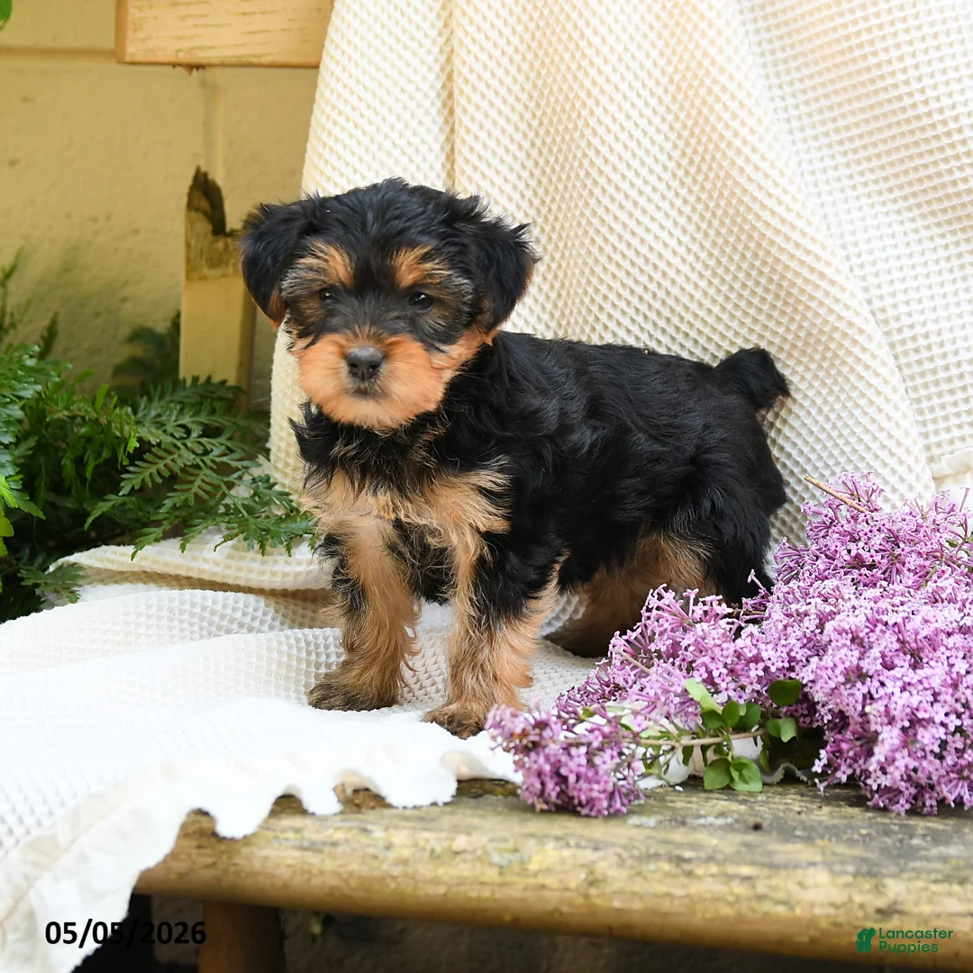 Yorkshire Terrier dogs for sale: Taffy - Ad 1