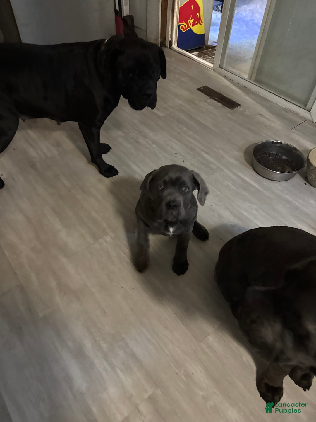 Cane Corso dogs for sale: Cane Corso Puppy 1 - Ad 5