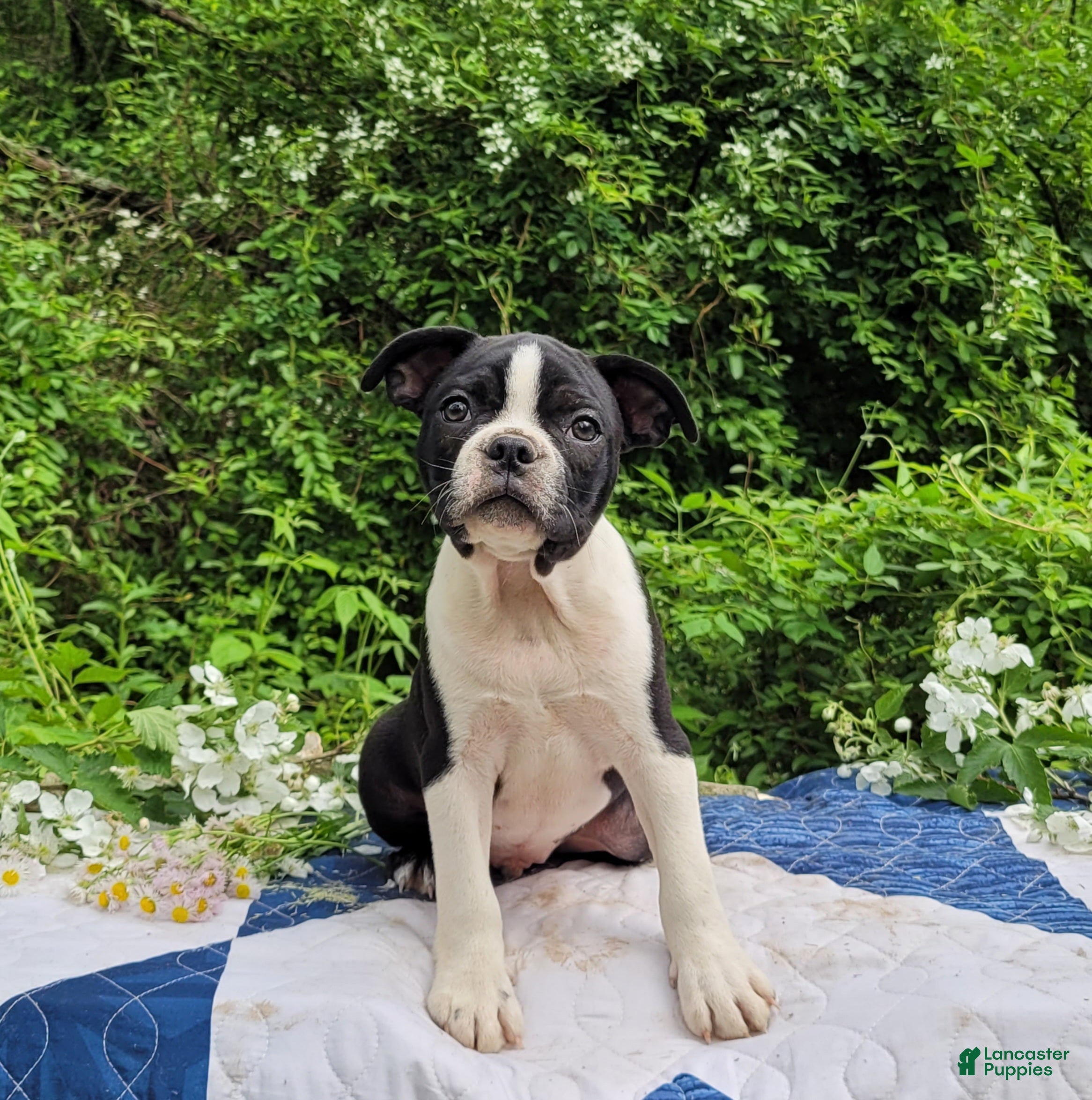 Frenchton dogs Fanta - Ad 1