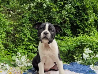 Frenchton dogs for sale: Fanta - Ad 3
