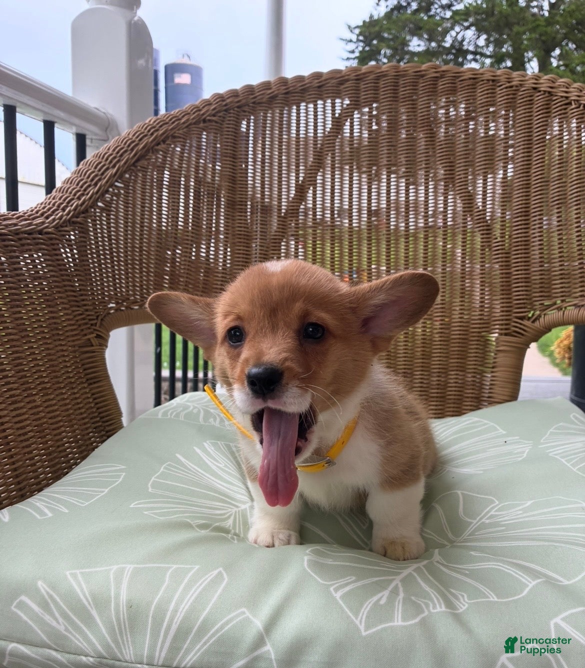 Welsh Corgi Pembroke dogs Benji - Ad 2
