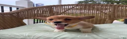 Welsh Corgi Pembroke dogs for sale: Benji - Ad 2