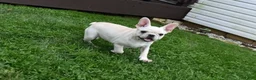 Mixed Breed dogs for sale: Marie Female French Pug - Ad 2