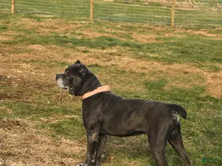 Cane Corso dogs Rascal - Ad 6