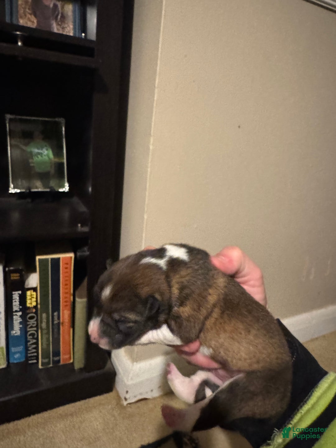 Shiba Inu dogs for sale: Shiba Inu Puppy 3 - Ad 2